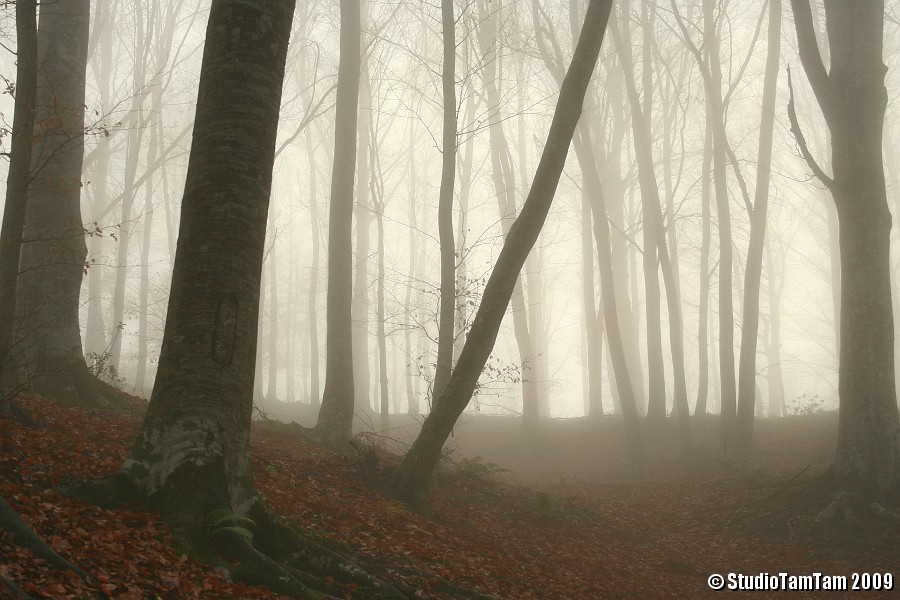 Faggeta nella nebbia.jpg